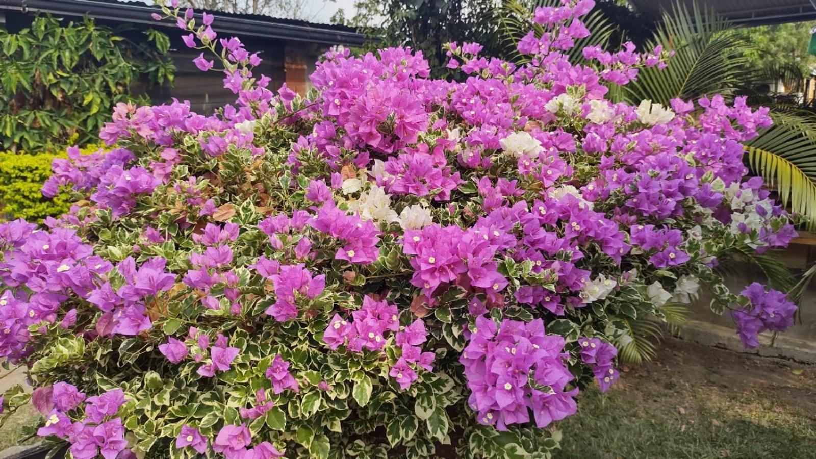 Loma Linda Hotel De Naturaleza La Mesa  Kültér fotó